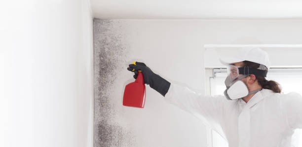 Best Post-Flood Mold Remediation in Englishtown, NJ
