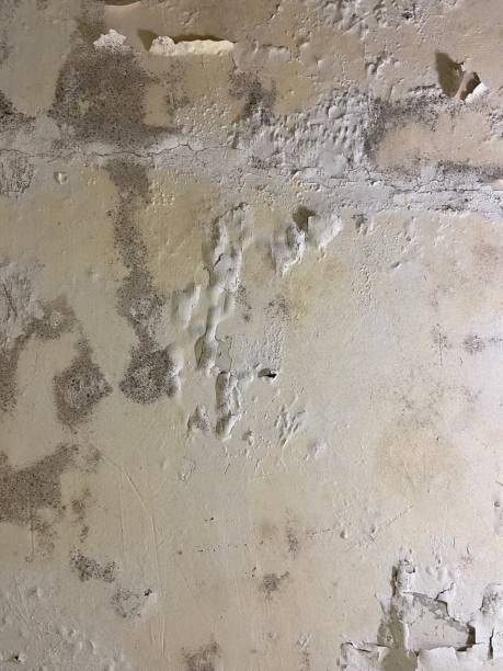 Best Attic Mold Remediation in Englishtown, NJ