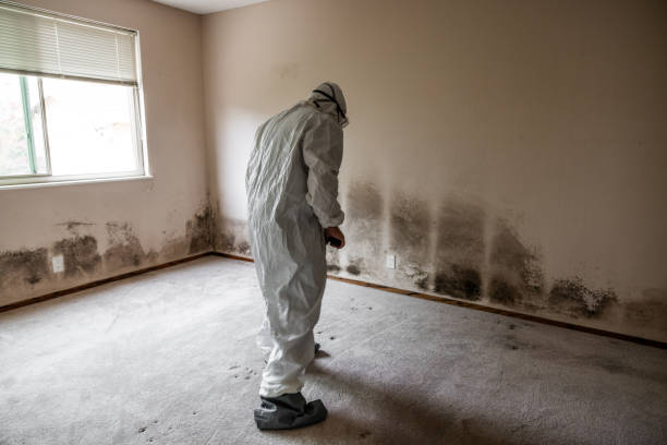 Best Crawl Space Mold Remediation in Englishtown, NJ