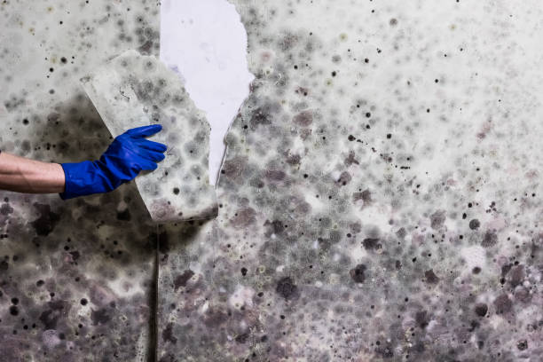 Best Insurance-Related Mold Remediation in Englishtown, NJ